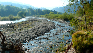 Les plaines alluviales, comme ici la Sense près de Plaffeien, font partie des biotopes de Suisse les plus riches en espèces. (Photo: Florian Altermatt, Eawag)