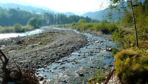 Floodplains, like the Sense River near Plaffeien shown here, are some of the most diverse habitats in Switzerland. (Photo: Florian Altermatt, Eawag)