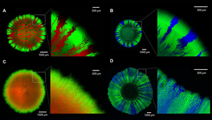 In the presence of fungal hyphae (bottom-row images), the differently coloured bacterial strains form different patterns when they spread spatially than without fungal hyphae (top-row images). (Images from original publication, with permission from Elsevier)