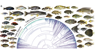 Le graphique montre l'histoire chronologique du développement de toutes les 1712 espèces de cichlidés décrites scientifiquement, à l'échelle réelle. Les radiations super rapides du lac Victoria et du lac Malawi sont marquées en vert. Les photos donnent une impression de la diversité morphologique des cichlidés. (Graphique: Matthew McGee et a., Nature 2020)