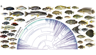 Die Grafik stellt die Entstehungsgeschichte aller 1712 wissenschaftlich beschriebenen Buntbarscharten zeitlich massstabgetreu dar. Grün markiert sind die superschnellen Radiationen des Viktoria- und Malawisees. Die Fotos geben einen Eindruck von der morphologischen Vielfalt der Buntbarsche. (Grafik: Matthew McGee et a., Nature 2020