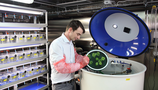 In the fish room at Eawag: A spawning tray is placed into a tank in order to obtain zebrafish eggs for the FET (Fisch Embryo Toxicity) test.