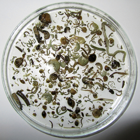 Macroinvertebrates are difficult to determine with classical methods.