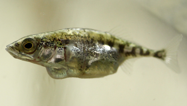 Ein dreistachlicher Stichling: Auf ihn hat es der parasitäre Bandwurm Schistocephalus solidus abgesehen. (Foto: Nina Hafer-Hahmann)