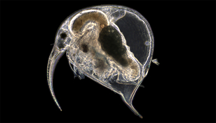 The water flea Bosmina under the microscope. Its size is 1 to 3 microns. (Photo: Eawag)