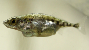 The parasitic tapeworm Schistocephalus solidus has targeted this three-spined stickleback. (Photo: Nina Hafer-Hahmann)