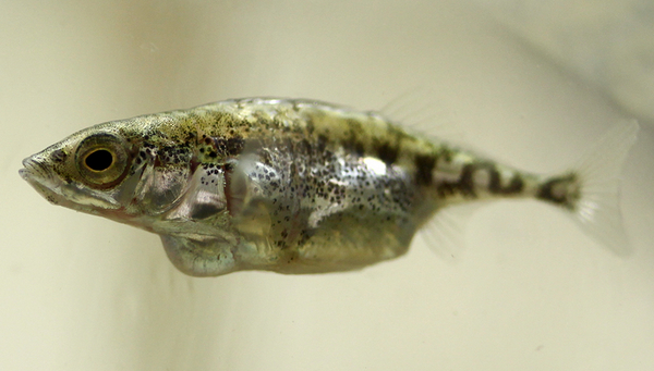 Une épinoche à trois épines : Le ténia parasite Schistocephalus solidus a jeté son dévolu sur elle. (Photo : Nina Hafer-Hahmann)