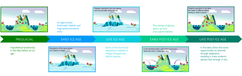 Evolutionäre und ökologische Geschichte einer hypothetischen Artenvielfalt in einem alpinen System. (Grafik: Luiz Jardim De Queiroz) 