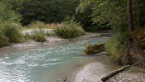 Rhone im Pfynwald. (Foto: Michel Roggo)