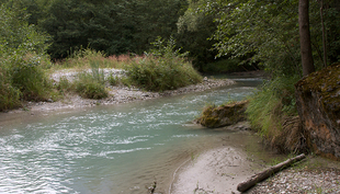 Le Rhône dans le Bois de Finges. (Photo: Michel Roggo).