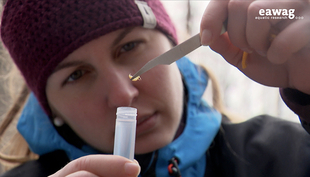 Amphipods are collected from groundwater and then genetically characterised. (Photo: Eawag)