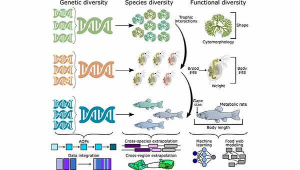 Überblick über die verschiedenen Ebenen der biologischen Organisation und über die computergestützen Methoden, die bei der Bewertung der Auswirkungen von Chemikalien auf diese Ebenen hilfreich sein können..(Abbildung 1 der Publikation)