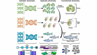 Überblick über die verschiedenen Ebenen der biologischen Organisation und über die computergestützen Methoden, die bei der Bewertung der Auswirkungen von Chemikalien auf diese Ebenen hilfreich sein können..(Abbildung 1 der Publikation)