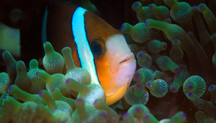 [Translate to Français:] Amphiprion akindynos, Foto: Justin Marshall