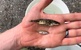 The appearance of sticklebacks in Lake Constance varies widely: these are both adult females – from the open water of the lake (top) and from a small tributary (bottom). (Photo: Eawag, Cameron Hudson)