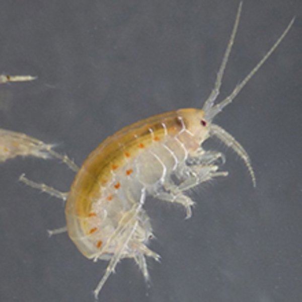 amphipod ch eawag