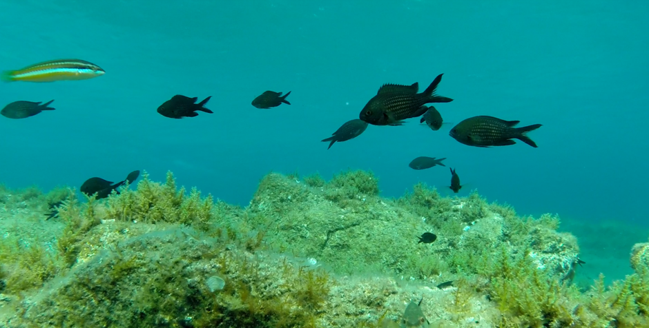 evolutionary-biodiversity-dynamics