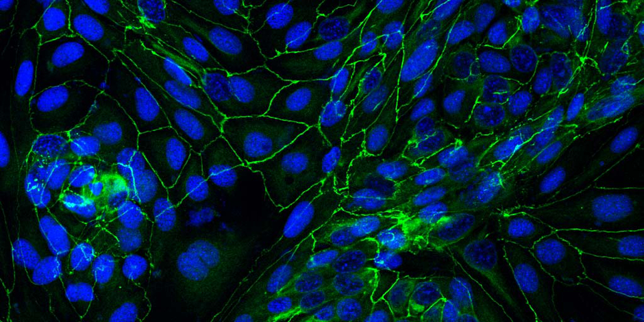 animal-cells-and-organisms