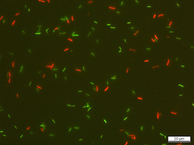 Gut bacteria Roseburia intestinalis stained with SYBR Green I and propidium iodide (SGPI). In bacteria with an intact membrane, only SG can penetrate and they thus appear green. If the membrane is damaged, PI also gets ... (Photo: ETH Zurich, Lea Bircher)