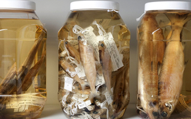 Felchen aus dem grossen Fischinventar des «Projet Lac» im Naturhistorischen Museum Bern (Foto: NMBE)