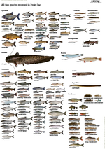 Projet Lac Fischplakat