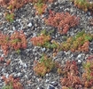 Sedum Album