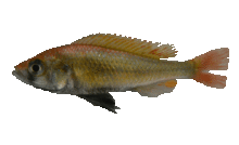 Yssichromis pyrhocephalus: a benthopelagic zooplanktivore  (Photo: Ole Seehausen)
