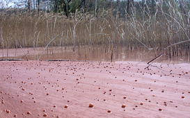 À gauche: Planktothrix rubescens, « le sang des Bourguignons », lac de Hallwil (Eawag, Sabine Flury)