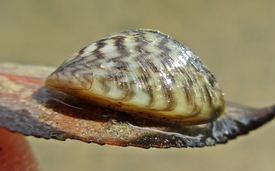 Dans les années 1960, la moule zébrée (Dreissena polymorpha) a envahi le lac de Constance et d’autres rivières suisses. (Photo: Bj.schoenmakers/Wikimedia)