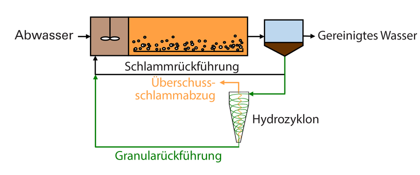 Hydrozyklone separieren die leichteren Schlammflocken von den dichteren Granula. Nur die Granula gelangen dann zurück ins Belebtschlammbecken und reichern sich so sukzessive an. (Grafik: Eawag)