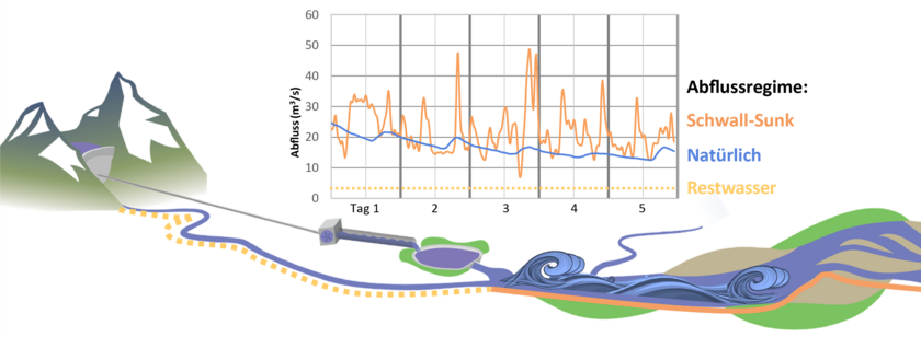 In Fliessgewässern mit Schwall-Sunk aufgrund eines Speicherkraftwerks treten deutlich mehr und stärkere Abflussschwankungen auf als in Fliessgewässern mit natürlichem Abflussregime (Grafik: nach Philipp Meier, überarbeitet von Nico Bätz).