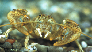 Der einheimische Steinkrebs (Austropotamobius torrentium). (Foto: Christoph Vorburger)