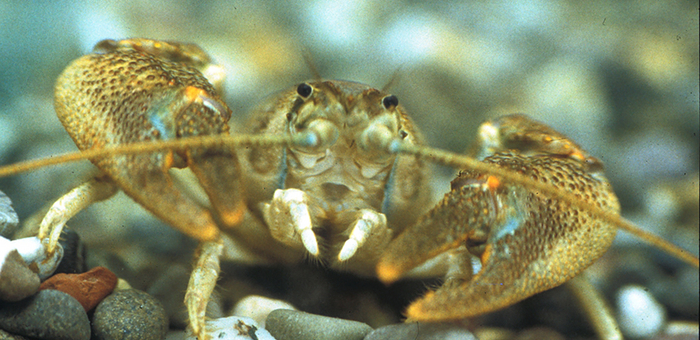Der einheimische Steinkrebs (Austropotamobius torrentium). (Foto: Christoph Vorburger)