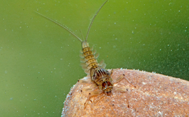 Baetis alpinus, eine Eintagsfliege, mag es gerne kühl. Ihr Verbreitungsgebiet hat trotz der Klimaerwärmung in Schweizer Fliessgewässern nicht abgenommen. (Foto: Verena Lubini)