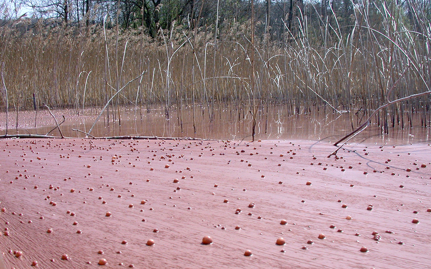 Bloom of Planktothrix rubescens, here on Lake Hallwil, Switzerland. (Eawag, Sabine Flury)