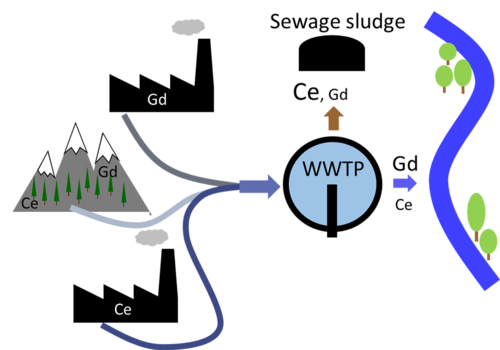 Rare earth elements such as cerium (Ce) and gadolinium (Gd) occur naturally, but are also used increasingly in industry and hospitals. The rare earth elements enter wastewater treatment plants (WWTPs) via wastewater. A large part of the cerium is separated in the sewage sludge. However, almost no gadolinium is retained in the WWTP; it flows into the aquatic environment with the treated wastewater. (Graphic; Ralf Kägi, Eawag) 