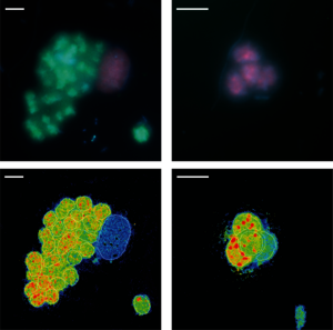Fluorescence images of purple sulfur bacteria in freshwater Lake Cadagno (upper panels, in green and purple), and their single-cell nitrogen fixation activity measured with nanoSIMS (lower panels, warm colors indicate high activity). (© Max Planck Institute for Marine Microbiology/M. Philippi)