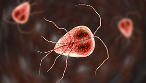 Intestinal parasites like Giardia (pictured) enter sewage treatment plants via wastewater. (Photo: istock) 