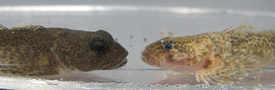 Two bullheads (Cottus gobio) from Lake Thun. One (left) lives close to the shore, in shallow water; the other (right) was found in Projet Lac still at a depth of over 200 m.