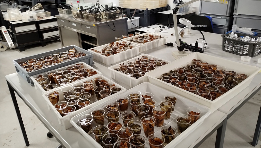 Le buffet de feuilles pour les écrevisses à puces dans le laboratoire de l'Eawag. (Photo : Luke Ireland, Eawag)
