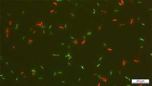 Bactéries intestinales de l'espèce Roseburia intestinalis colorées au SYBR green I et à l'iodure de propidium (SGPI). Seul le SYBR green I peut pénétrer dans les bactéries aux membranes intactes qui apparaissent donc en vert. EPF Zurich, L. Bircher
