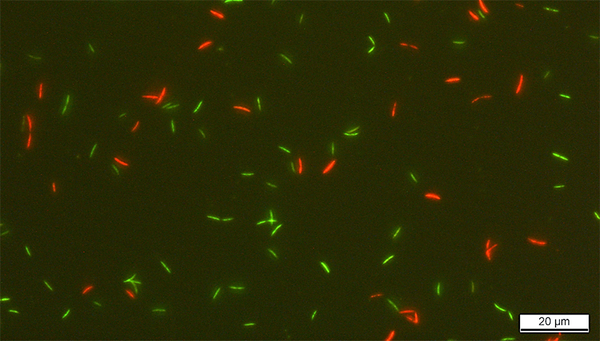 Gut bacteria Roseburia intestinalis stained with SYBR Green I and propidium iodide (SGPI). In bacteria with an intact membrane, only SG can penetrate and they thus appear green. (Photo: ETH Zurich, Lea Bircher)