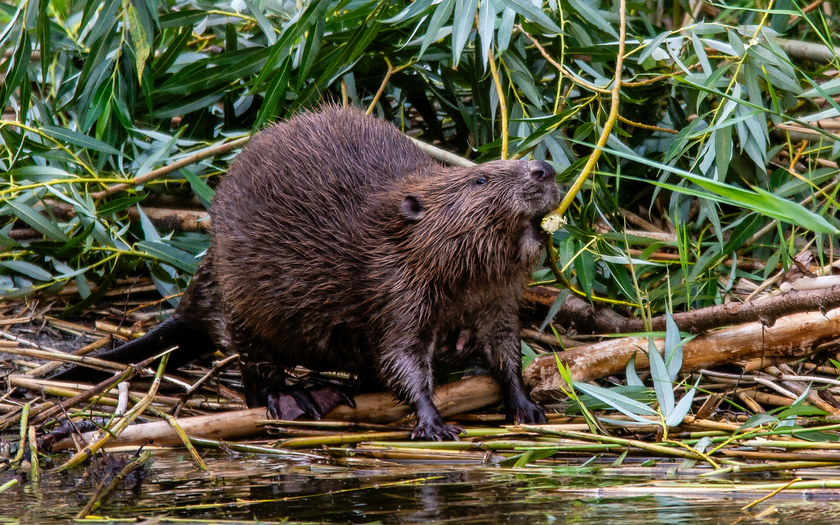 Biber sind Landschaftsarchitekten. (Foto: Christof Angst) 
