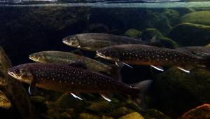 Des ombles chevaliers dans une rivière au sud du Groenland. (Photo : Carmela Dönz)