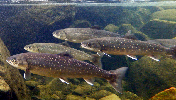 Des ombles chevaliers dans une rivière au sud du Groenland. (Photo : Carmela Dönz)