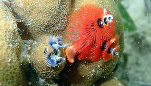 Korallen in West Papua, Indonesien (Foto: Lars Hanf, cc 3.0)