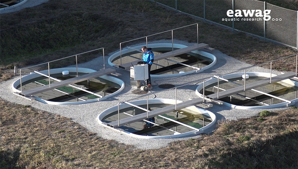 Die Versuchsteiche an der Eawag sind ein wichtiges Bindeglied zwischen Labor- und Feldversuchen. (Foto: Paul Donahue, Eawag)