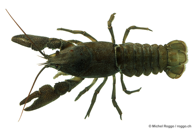 White-clawed crayfish (Austropotamobius pallipes) Photo: Michel Roggo