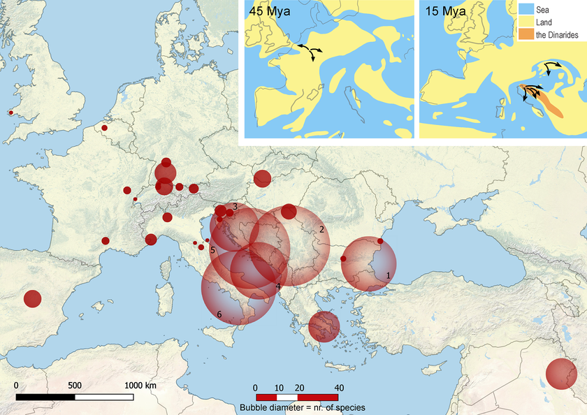 Geographical distribution of Niphargus amphipods.