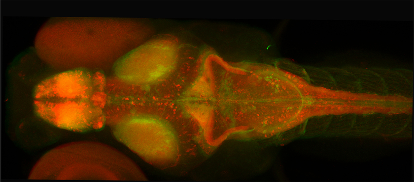 Image de microscopie confocale d'un cerveau de poisson zèbre coloré avec des colorants fluorescents permettant de visualiser les cellules neuronales actives (rouge) et inactives (vert) (Photo : Eawag, Sarah Könemann).